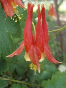 Closeup view of the distinctive bell-shaped bloom of Wild Columbine, Aquilegia canadensis. (photo taken 06 16 2011)