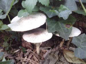 Amanita Which One? (NYC 10 2015)